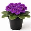 Purple African Violet Live Plant – Blooming Indoor Houseplant – 4-inch Pot - Image 1