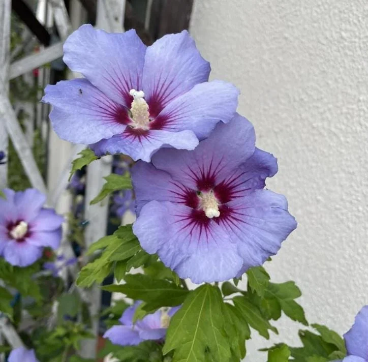 Purple Althea Rose of Sharon Tree Live Plant, 1 Year Old Seedling in Quart Pot, Hibiscus Syriacus, Outdoor Purple Althea Rose of Sharon Tree Live Plant, 1 Year Old Seedling in Quart Pot, Hibiscus Syriacus, Outdoor - Image 2