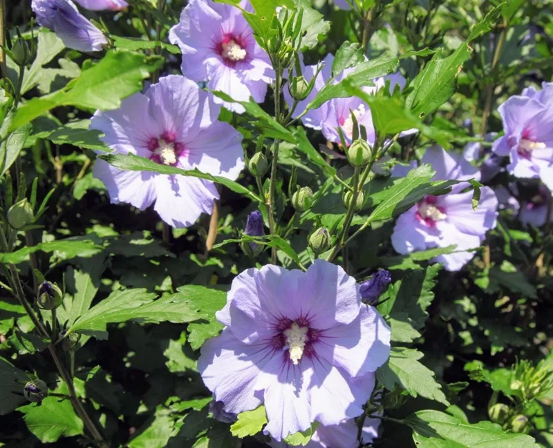 Purple Althea Rose of Sharon Tree Live Plant, 1 Year Old Seedling in Quart Pot, Hibiscus Syriacus, Outdoor Purple Althea Rose of Sharon Tree Live Plant, 1 Year Old Seedling in Quart Pot, Hibiscus Syriacus, Outdoor - Image 3