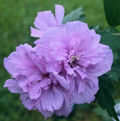 Purple Althea Rose of Sharon Tree Live Plant, 1 Year Old Dormant Seedling, Quart Pot, Hibiscus Syriacus, Outdoor, Cold Hardy Purple Althea Rose of Sharon Tree Live Plant, 1 Year Old Dormant Seedling, Quart Pot, Hibiscus Syriacus, Outdoor, Cold Hardy - Image 4