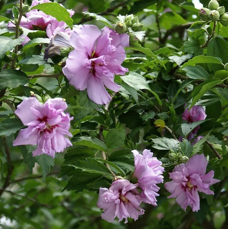 Purple Althea Rose of Sharon Tree Live Plant, 1 Year Old Seedling in Quart Pot, Hibiscus Syriacus, Outdoor Purple Althea Rose of Sharon Tree Live Plant, 1 Year Old Seedling in Quart Pot, Hibiscus Syriacus, Outdoor - Image 5