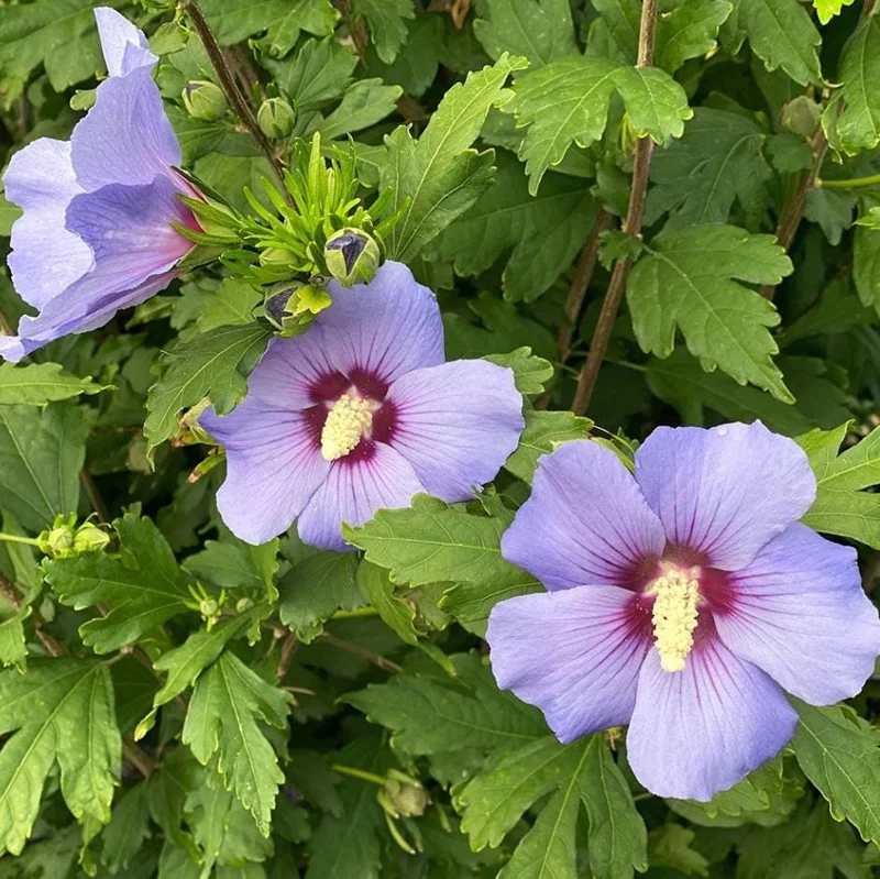 Purple Althea Rose of Sharon Tree Live Plant, 1 Year Old Seedling in Quart Pot, Hibiscus Syriacus, Outdoor Purple Althea Rose of Sharon Tree Live Plant, 1 Year Old Seedling in Quart Pot, Hibiscus Syriacus, Outdoor - Image 6