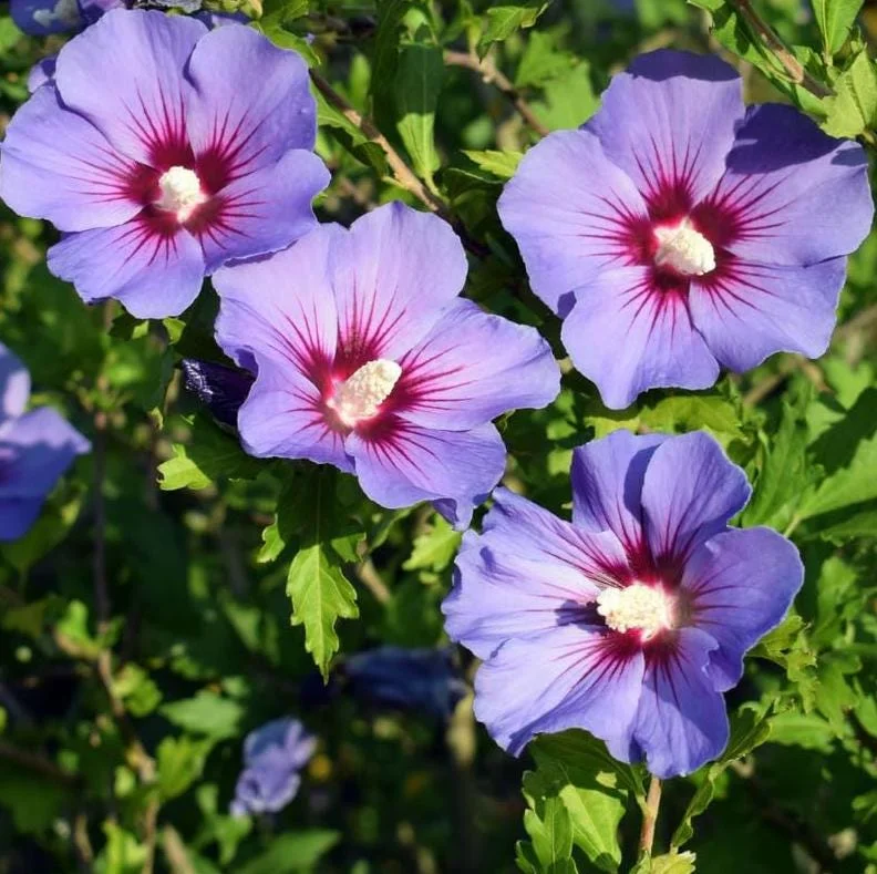 Purple Althea Rose of Sharon Tree Live Plant, 1 Year Old Seedling in Quart Pot, Hibiscus Syriacus, Outdoor Purple Althea Rose of Sharon Tree Live Plant, 1 Year Old Seedling in Quart Pot, Hibiscus Syriacus, Outdoor - Image 1