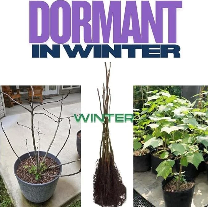 Purple Althea Rose of Sharon Tree Live Plant, 1 Year Old Seedling in Quart Pot, Hibiscus Syriacus, Outdoor Purple Althea Rose of Sharon Tree Live Plant, 1 Year Old Seedling in Quart Pot, Hibiscus Syriacus, Outdoor - Image 7