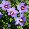 Purple Althea Rose of Sharon Tree Live Plant, 1 Year Old Dormant Seedling, Quart Pot, Hibiscus Syriacus, Outdoor, Cold Hardy Purple Althea Rose of Sharon Tree Live Plant, 1 Year Old Dormant Seedling, Quart Pot, Hibiscus Syriacus, Outdoor, Cold Hardy - Image 1
