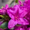 Purple Azalea Live Plant – 3 Inch Pot – Vibrant Flowering Shrub for Garden Purple Azalea Live Plant – 3 Inch Pot – Vibrant Flowering Shrub for Garden - Image 1