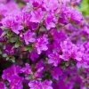 Purple Azalea Live Plant – Rhododendron Shrub – 8 to 10 Inch Tall in 3 Inch Pot – Outdoor Purple Azalea Live Plant – Rhododendron Shrub – 8 to 10 Inch Tall in 3 Inch Pot – Outdoor - Image 1