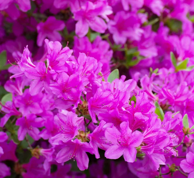 Purple Azalea Live Plants - Set of 3 - 3 Inch Pots - Indoor/Outdoor Shrubs Purple Azalea Live Plants - Set of 3 - 3 Inch Pots - Indoor/Outdoor Shrubs - Image 2