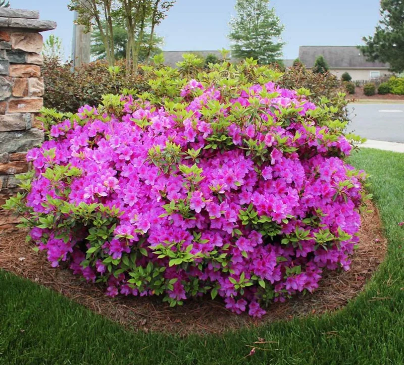 Purple Azalea Live Plants - Set of 3 - 3 Inch Pots - Indoor/Outdoor Shrubs Purple Azalea Live Plants - Set of 3 - 3 Inch Pots - Indoor/Outdoor Shrubs - Image 3