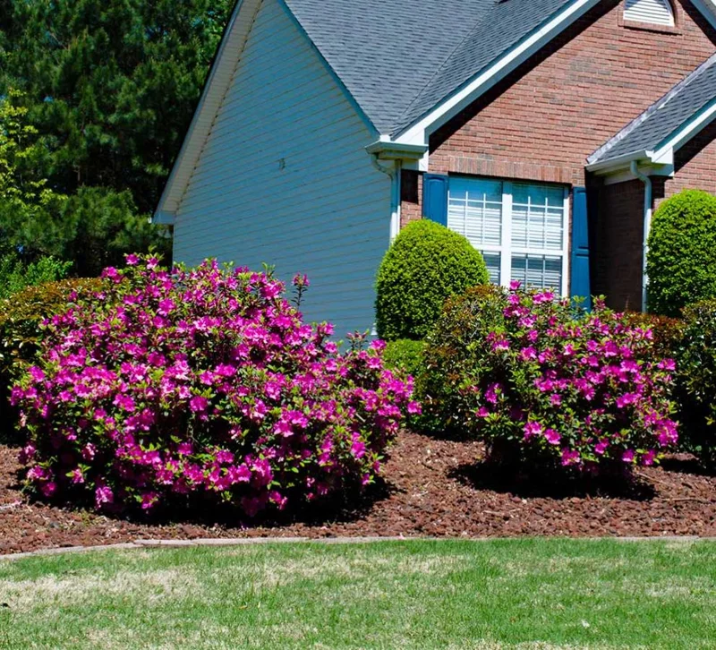 Purple Azalea Live Plants - Set of 3 - 3 Inch Pots - Indoor/Outdoor Shrubs Purple Azalea Live Plants - Set of 3 - 3 Inch Pots - Indoor/Outdoor Shrubs - Image 4