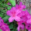 Purple Azalea Live Plants - Set of 3 - 3 Inch Pots - Indoor/Outdoor Shrubs - Image 1