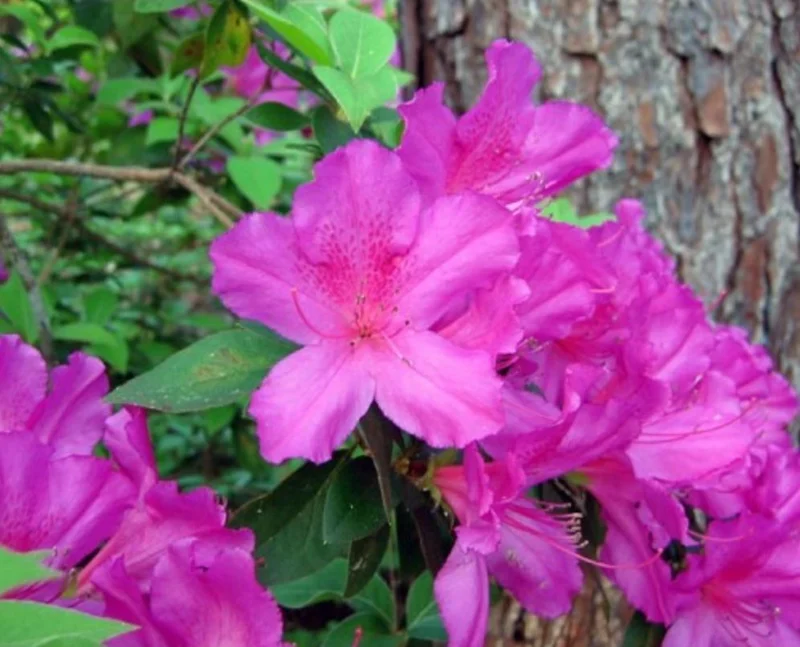 Purple Azalea Live Plants - Set of 3 - 3 Inch Pots - Indoor/Outdoor Shrubs Purple Azalea Live Plants - Set of 3 - 3 Inch Pots - Indoor/Outdoor Shrubs - Image 1