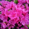 Purple Azalea Live Plants - Set of 5 - 3 Inch Nursery Pots - Indoor/Outdoor - Image 1