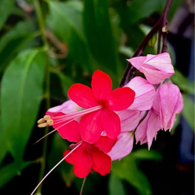 Purple Bleeding Heart Vine Plants 4-7 Inch – Hardy Perennial Live Plant – Shade Garden - Image 2