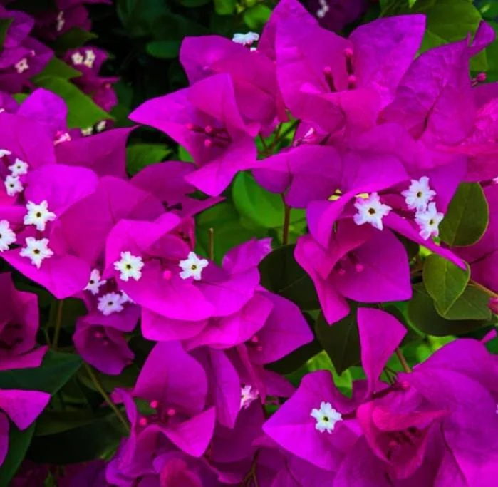 Purple Bougainvillea Live Plant - 4 Inch Pot - Tropical Flowering Vine Purple Bougainvillea Live Plant - 4 Inch Pot - Tropical Flowering Vine - Image 2