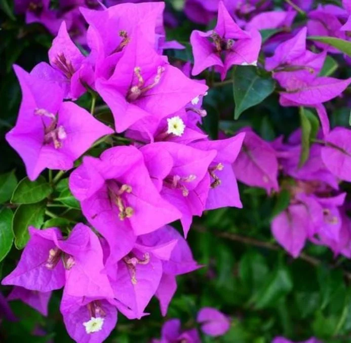 Purple Bougainvillea Live Plant - 4 Inch Pot - Tropical Flowering Vine Purple Bougainvillea Live Plant - 4 Inch Pot - Tropical Flowering Vine - Image 3