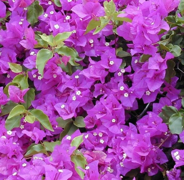 Purple Bougainvillea Live Plant - 4 Inch Pot - Tropical Flowering Vine Purple Bougainvillea Live Plant - 4 Inch Pot - Tropical Flowering Vine - Image 4