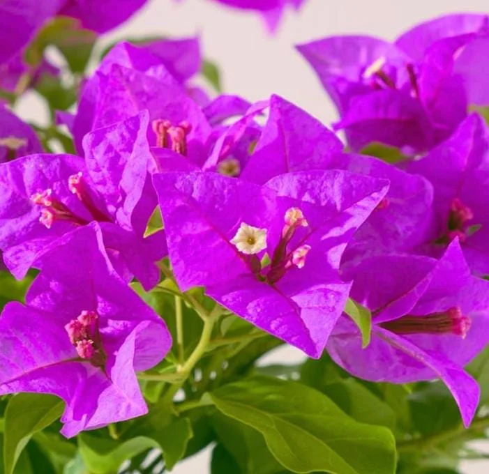 Purple Bougainvillea Live Plant - 4 Inch Pot - Tropical Flowering Vine Purple Bougainvillea Live Plant - 4 Inch Pot - Tropical Flowering Vine - Image 5