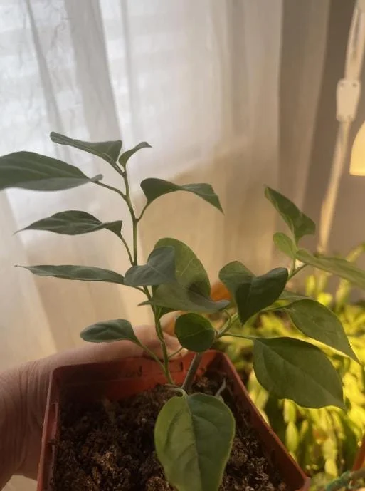 Purple Bougainvillea Live Plant - 4 Inch Pot - Tropical Flowering Vine Purple Bougainvillea Live Plant - 4 Inch Pot - Tropical Flowering Vine - Image 6