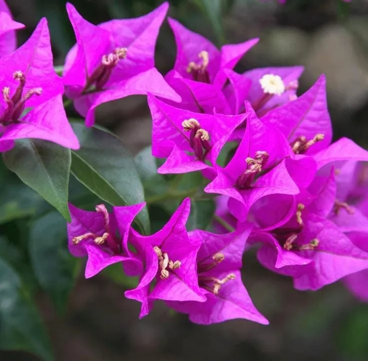 Purple Bougainvillea Live Plant - 4 Inch Pot - Tropical Flowering Vine Purple Bougainvillea Live Plant - 4 Inch Pot - Tropical Flowering Vine - Image 7