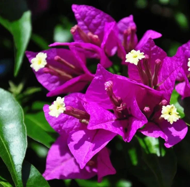 Purple Bougainvillea Live Plant - 4 Inch Pot - Tropical Flowering Vine Purple Bougainvillea Live Plant - 4 Inch Pot - Tropical Flowering Vine - Image 1
