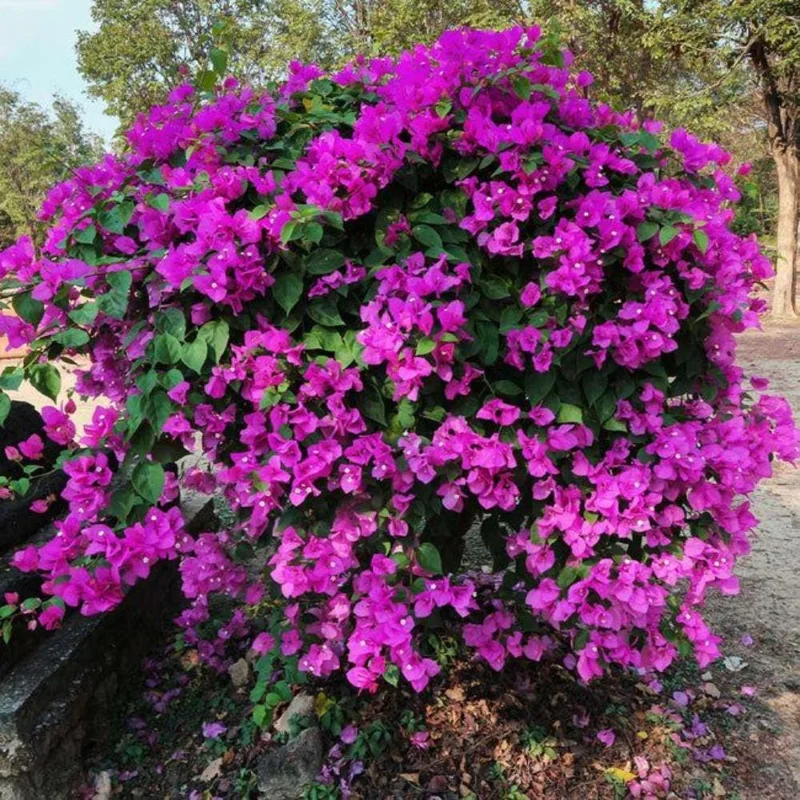Purple Bougainvillea Live Plant 5-7 Inch Tall Climbing Vine for Outdoor Indoor - Image 2