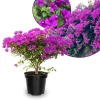 Purple Bougainvillea Live Plant 5-7 Inch Tall Climbing Vine for Outdoor Indoor - Image 1