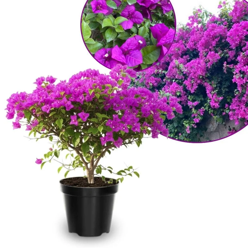 Purple Bougainvillea Live Plant 5-7 Inch Tall Climbing Vine for Outdoor Indoor - Image 1