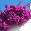 Purple Bougainvillea Live Plant - Ornamental Flower - 6-8 Inch Tall in 4 Inch Pot Purple Bougainvillea Live Plant - Ornamental Flower - 6-8 Inch Tall in 4 Inch Pot - Image 1