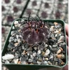 Purple Cactus Plant Neochilenia Jussieui – Live Plant – 3.5 inch Pot – Indoor/Outdoor Purple Cactus Plant Neochilenia Jussieui – Live Plant – 3.5 inch Pot – Indoor/Outdoor - Image 1