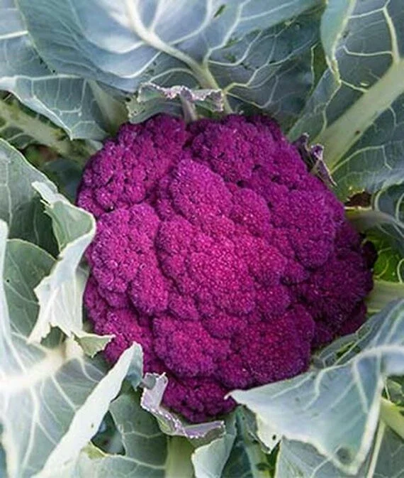 Purple Cauliflower Seeds - Non-GMO, Fast Growing Vegetable Seeds Purple Cauliflower Seeds - Non-GMO, Fast Growing Vegetable Seeds - Image 5
