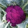 Purple Cauliflower Seeds - Non-GMO, Fast Growing Vegetable Seeds Purple Cauliflower Seeds - Non-GMO, Fast Growing Vegetable Seeds - Image 1