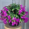 Purple Christmas Cactus Live Plant – Schlumbergera – 4-6 Inch Tall in 3 Inch Pot – Indoor Succulent - Image 1