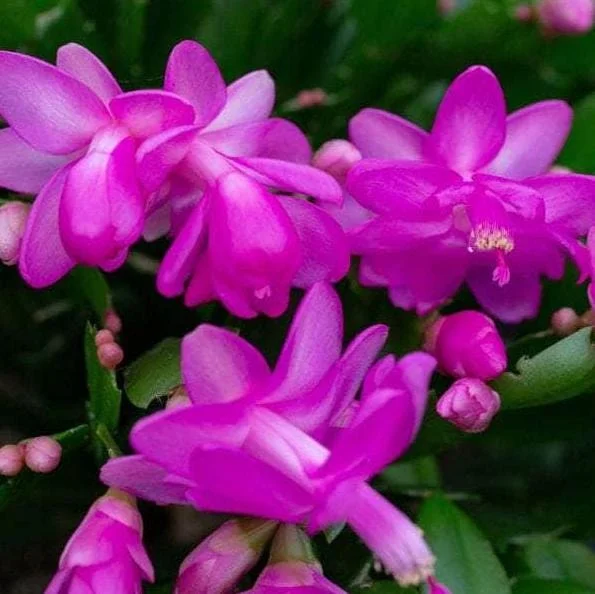 Purple Christmas Cactus Live Plants - 2-Pack, 4-6 Inches Tall, Holiday Schlumbergera Flower Purple Christmas Cactus Live Plants - 2-Pack, 4-6 Inches Tall, Holiday Schlumbergera Flower - Image 2