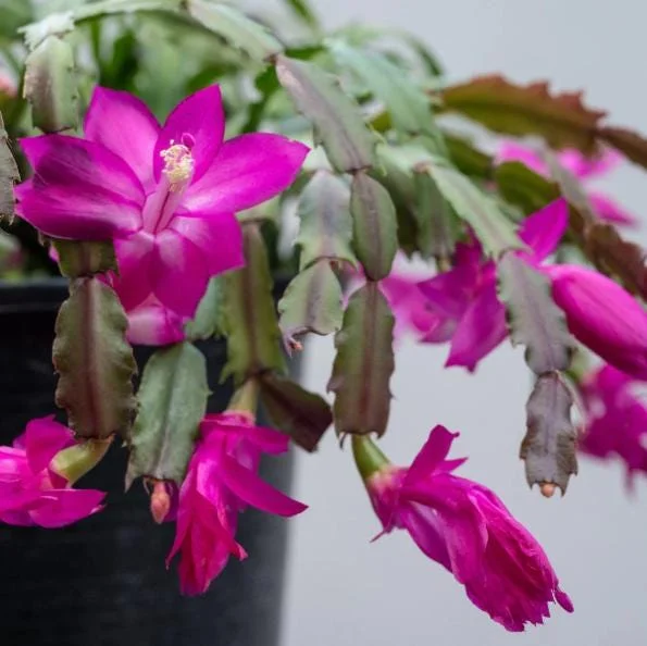 Purple Christmas Cactus Live Plants - 2-Pack, 4-6 Inches Tall, Holiday Schlumbergera Flower Purple Christmas Cactus Live Plants - 2-Pack, 4-6 Inches Tall, Holiday Schlumbergera Flower - Image 3