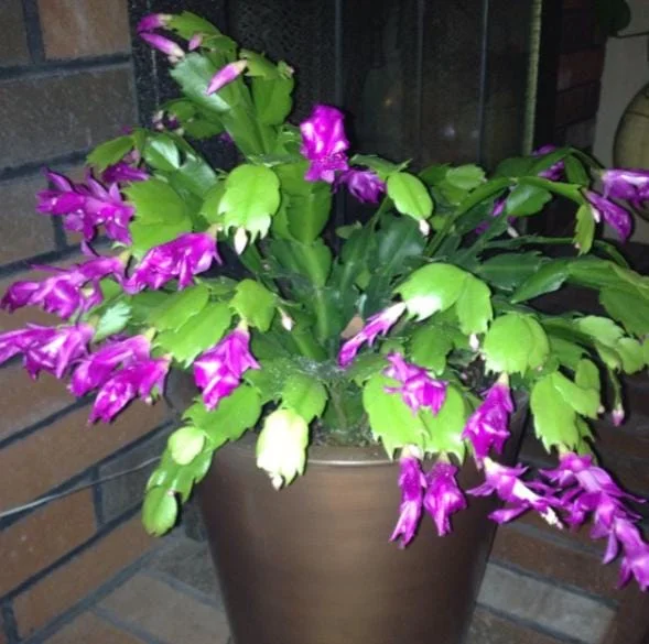 Purple Christmas Cactus Live Plants - 2-Pack, 4-6 Inches Tall, Holiday Schlumbergera Flower Purple Christmas Cactus Live Plants - 2-Pack, 4-6 Inches Tall, Holiday Schlumbergera Flower - Image 4