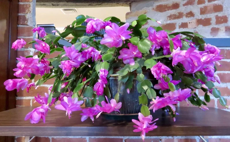 Purple Christmas Cactus Live Plants - 2-Pack, 4-6 Inches Tall, Holiday Schlumbergera Flower Purple Christmas Cactus Live Plants - 2-Pack, 4-6 Inches Tall, Holiday Schlumbergera Flower - Image 5