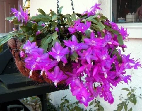 Purple Christmas Cactus Live Plants - 2-Pack, 4-6 Inches Tall, Holiday Schlumbergera Flower Purple Christmas Cactus Live Plants - 2-Pack, 4-6 Inches Tall, Holiday Schlumbergera Flower - Image 6