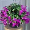 Purple Christmas Cactus Live Plants - 2-Pack, 4-6 Inches Tall, Holiday Schlumbergera Flower - Image 1