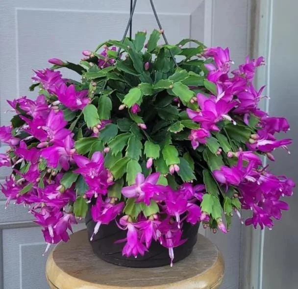 Purple Christmas Cactus Live Plants - 2-Pack, 4-6 Inches Tall, Holiday Schlumbergera Flower Purple Christmas Cactus Live Plants - 2-Pack, 4-6 Inches Tall, Holiday Schlumbergera Flower - Image 1