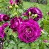 Purple Climbing Rose Live Plant – Fragrant Outdoor Climber, 5-9 Inch Tall Starter - Image 1