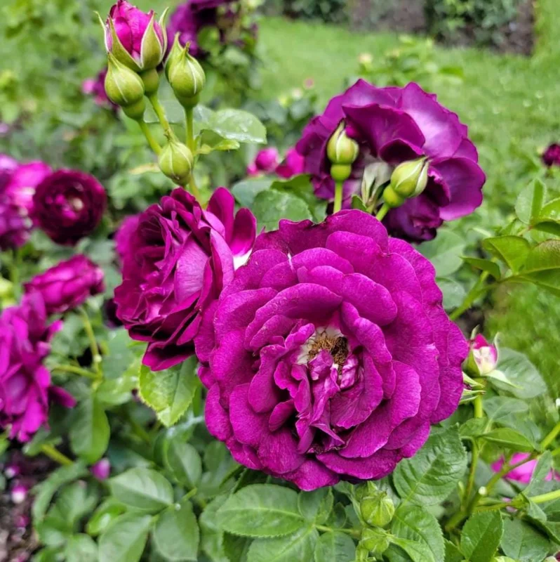 Purple Climbing Rose Live Plant – Fragrant Outdoor Climber, 5-9 Inch Tall Starter Purple Climbing Rose Live Plant – Fragrant Outdoor Climber, 5-9 Inch Tall Starter - Image 1