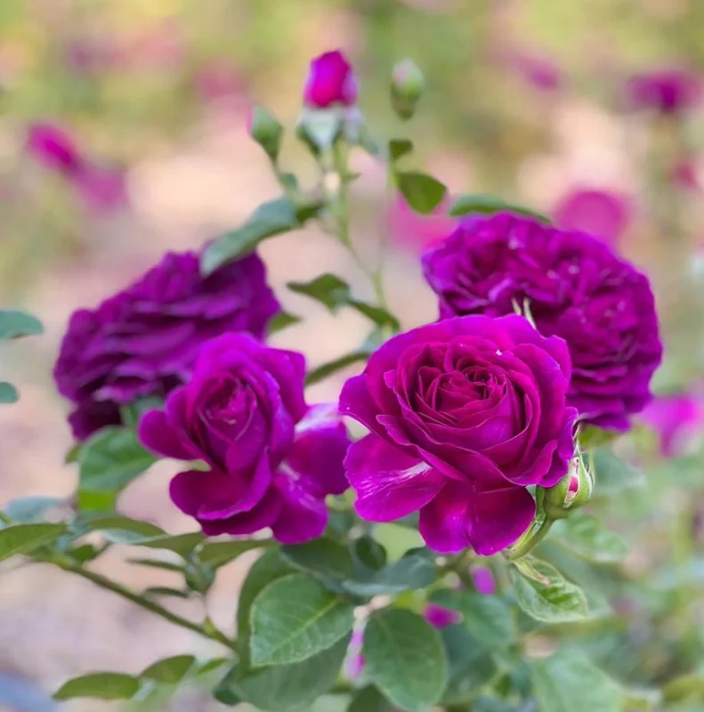 Purple Climbing Rose Live Plant – Fragrant Outdoor Climber, 5-9 Inch Tall Starter Purple Climbing Rose Live Plant – Fragrant Outdoor Climber, 5-9 Inch Tall Starter - Image 10