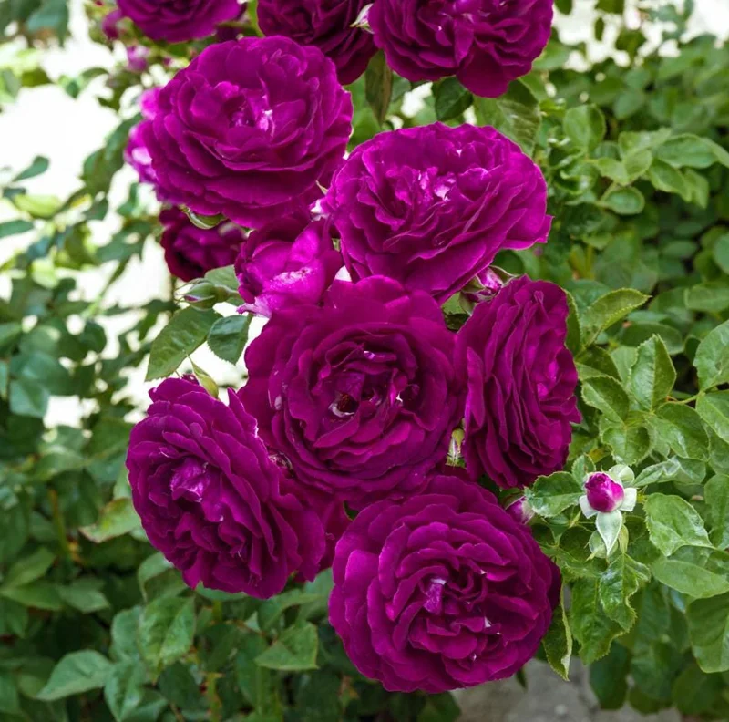 Purple Climbing Rose Live Plant – Fragrant Outdoor Climber, 5-9 Inch Tall Starter Purple Climbing Rose Live Plant – Fragrant Outdoor Climber, 5-9 Inch Tall Starter - Image 2