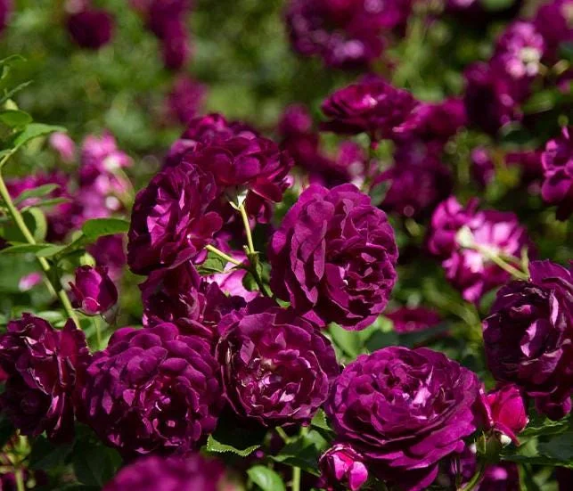 Purple Climbing Rose Live Plant – Fragrant Outdoor Climber, 5-9 Inch Tall Starter Purple Climbing Rose Live Plant – Fragrant Outdoor Climber, 5-9 Inch Tall Starter - Image 3