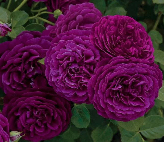 Purple Climbing Rose Live Plant – Fragrant Outdoor Climber, 5-9 Inch Tall Starter Purple Climbing Rose Live Plant – Fragrant Outdoor Climber, 5-9 Inch Tall Starter - Image 4