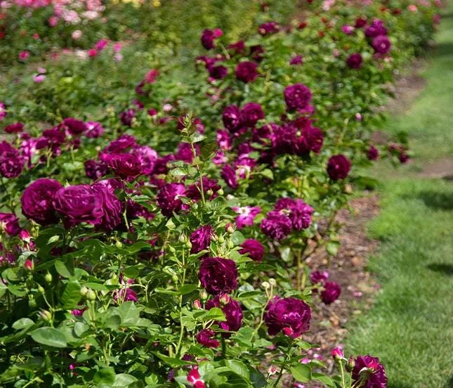 Purple Climbing Rose Live Plant – Fragrant Outdoor Climber, 5-9 Inch Tall Starter Purple Climbing Rose Live Plant – Fragrant Outdoor Climber, 5-9 Inch Tall Starter - Image 5
