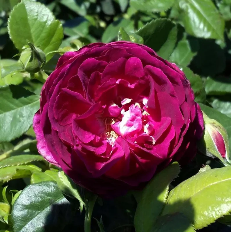 Purple Climbing Rose Live Plant – Fragrant Outdoor Climber, 5-9 Inch Tall Starter Purple Climbing Rose Live Plant – Fragrant Outdoor Climber, 5-9 Inch Tall Starter - Image 7