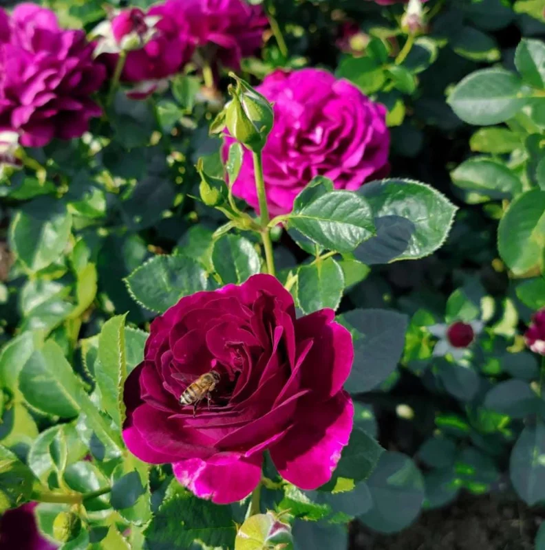 Purple Climbing Rose Live Plant – Fragrant Outdoor Climber, 5-9 Inch Tall Starter Purple Climbing Rose Live Plant – Fragrant Outdoor Climber, 5-9 Inch Tall Starter - Image 8