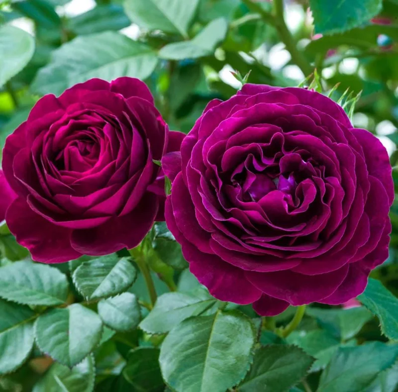 Purple Climbing Rose Live Plant – Fragrant Outdoor Climber, 5-9 Inch Tall Starter Purple Climbing Rose Live Plant – Fragrant Outdoor Climber, 5-9 Inch Tall Starter - Image 9